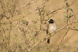 Image. White-spectacled Bulbul