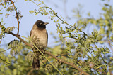 Image. White-spectacled Bulbul