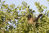 Image. White-spectacled Bulbul
