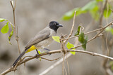 Image. White-spectacled Bulbul
