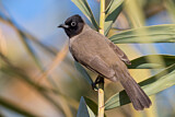 Image. White-spectacled Bulbul