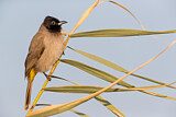 Image. White-spectacled Bulbul