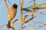 Image. White-spectacled Bulbul