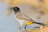 Image. White-spectacled Bulbul