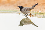 Image. White-spectacled Bulbul