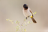 Image. White-spectacled Bulbul