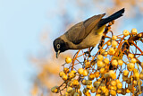 Image. White-spectacled Bulbul