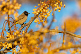 Image. White-spectacled Bulbul