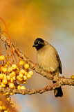 Image. White-spectacled Bulbul