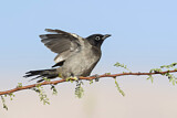 Image. White-spectacled Bulbul