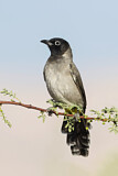 Image. White-spectacled Bulbul