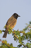 Image. White-spectacled Bulbul