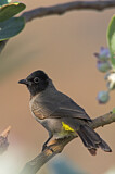 Image. White-spectacled Bulbul