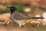 Image. White-spectacled Bulbul