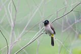 Image. White-spectacled Bulbul