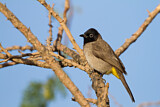 Image. White-spectacled Bulbul