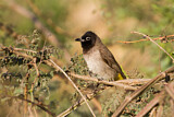 Image. White-spectacled Bulbul