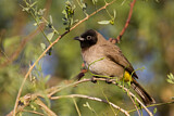 Image. White-spectacled Bulbul