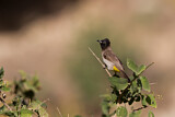 Image. White-spectacled Bulbul