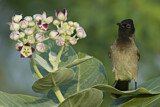 Image. White-spectacled Bulbul