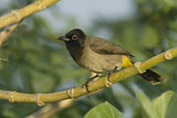 Image. White-spectacled Bulbul