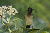 Image. White-spectacled Bulbul
