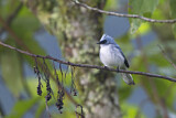 Image. White-tailed Blue Flycatcher
