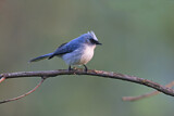 Image. White-tailed Blue Flycatcher