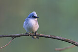 Image. White-tailed Blue Flycatcher