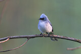 Image. White-tailed Blue Flycatcher