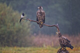 Image. White-tailed Eagle & Eurasian Magpie