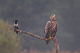 Image. White-tailed Eagle & Eurasian Magpie
