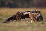 Image. White-tailed Eagle & Griffon Vulture