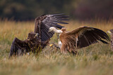 Image. White-tailed Eagle & Griffon Vulture