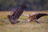 Image. White-tailed Eagle & Griffon Vulture