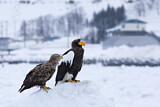 Image. White-tailed Eagle & Steller's Sea Eagle