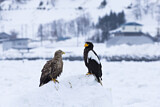 Image. White-tailed Eagle & Steller's Sea Eagle