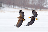 Image. White-tailed Eagle & Steller's Sea Eagle