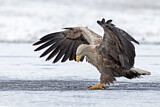 Image. White-tailed Eagle