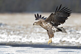 Image. White-tailed Eagle
