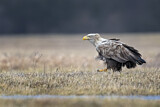 Image. White-tailed Eagle