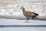 Image. White-tailed Eagle