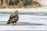 Image. White-tailed Eagle