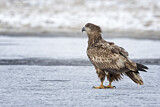 Image. White-tailed Eagle