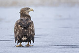 Image. White-tailed Eagle