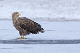 Image. White-tailed Eagle