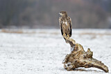 Image. White-tailed Eagle