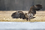 Image. White-tailed Eagle