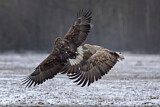 Image. White-tailed Eagle