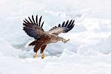 Image. White-tailed Eagle